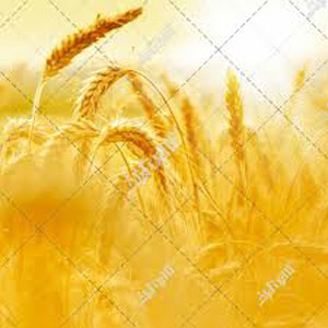 نشریه آب و خاک