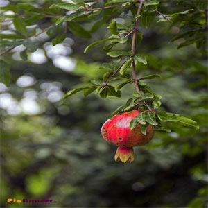 نشریه پژوهشهای خاک(علوم خاک وآب)